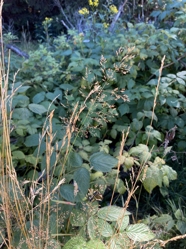 Agrostis gigantea, photograph 2