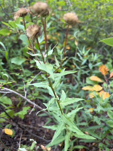 Erigeron speciosus, 2026-08-30