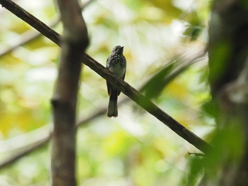 Rhipidura perlata observed 2026-08-16