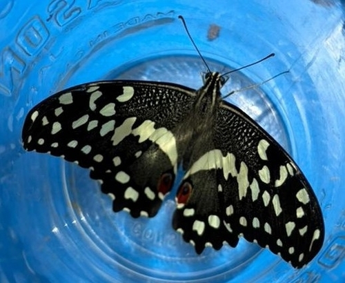 Citrus Swallowtail