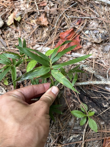 Arundinaria gigantea, photograph 4