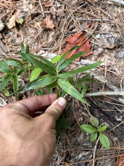Arundinaria gigantea, photograph (c) Nathan Aaron, some rights reserved (CC BY)