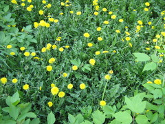 Taraxacum officinale