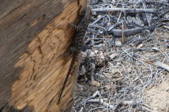 Sceloporus graciosus gracilis