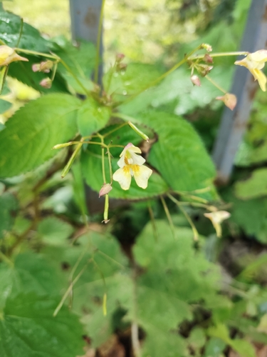 small balsam