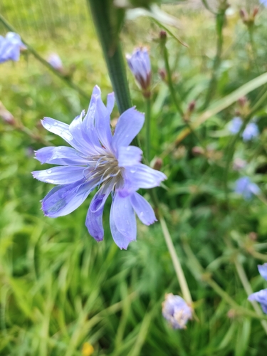 chicory