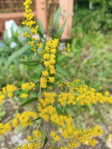 giant goldenrod