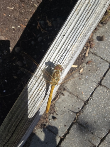Vagrant Darter