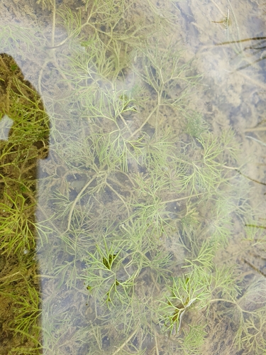 Ranunculus trichophyllus, photograph 1