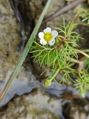 (c) Philokretes, some rights reserved (CC BY) Ranunculus trichophyllus, photograph (c) Philokretes, some rights reserved (CC BY)