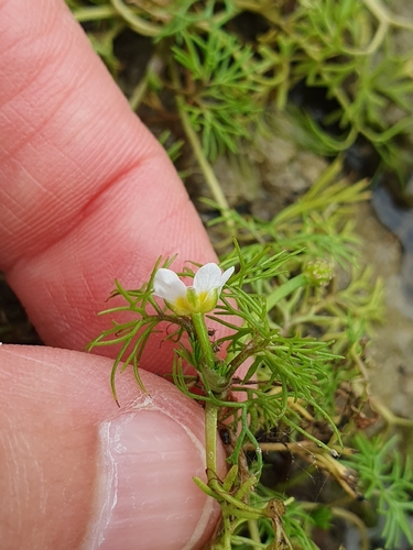 Ranunculus trichophyllus, photograph 3