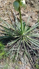 Yucca arkansana