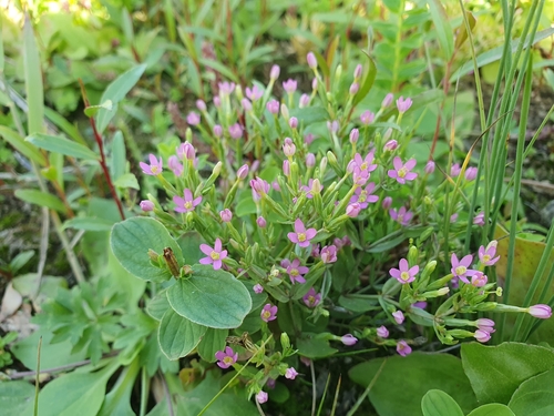 Centaurium pulchellum