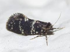 Narycia duplicella