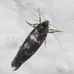 Narycia duplicella