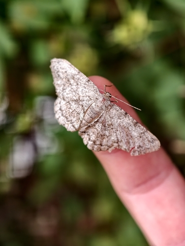Pale Oak Beauty