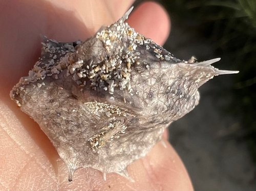 Tetrosomus reipublicae observed 2026-08-31