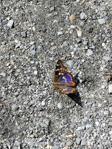 Lesser Purple Emperor