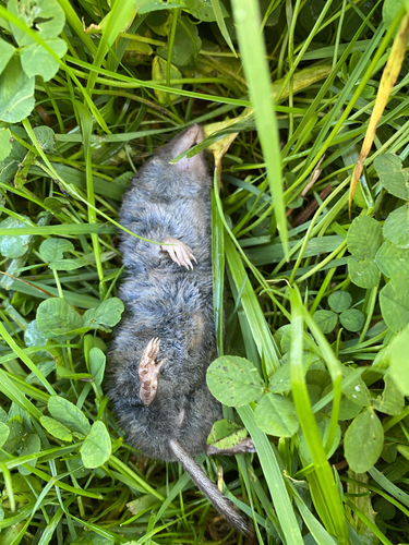 Northern Short-tailed Shrew observed by variousavians