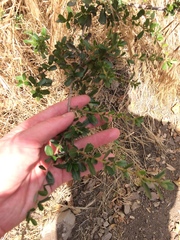 Ceanothus megacarpus
