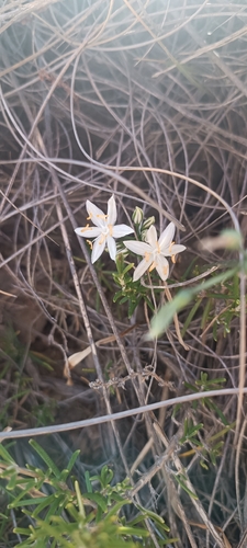 Lapiedra martinezii