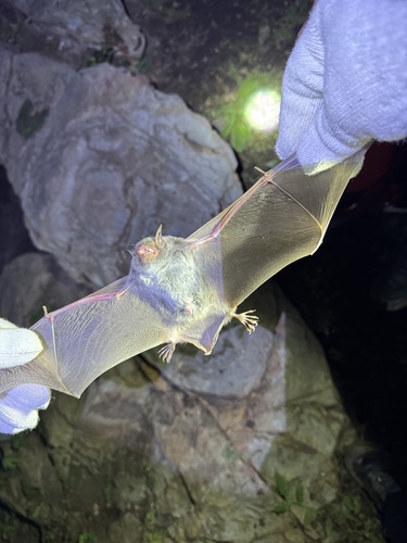 Myotis pilosus observed 2026-08-29
