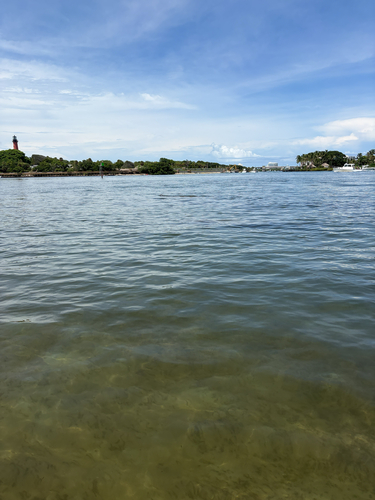 West Indian Manatee observed by june46586