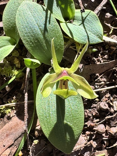 large bird-orchid