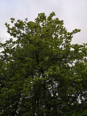 Karpatiosorbus latifolia