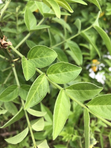 hairy senna