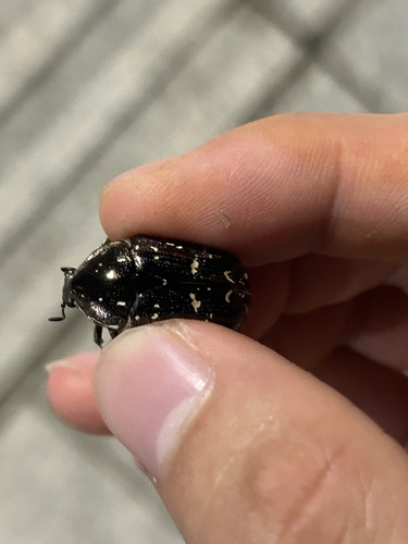 Protaetia brevitarsis