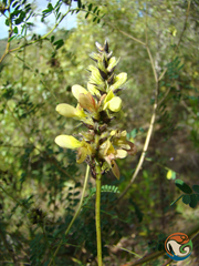 Dalea lutea