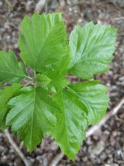 Karpatiosorbus latifolia