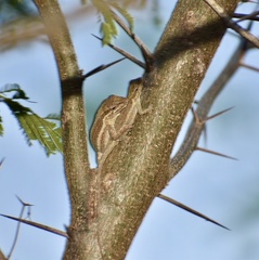 Anolis litoralis