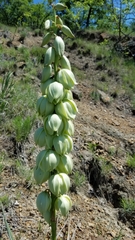 Yucca arkansana