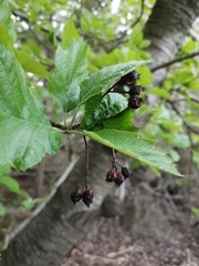 Karpatiosorbus latifolia