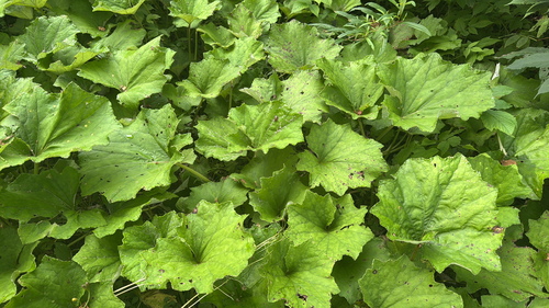 colt's-foot