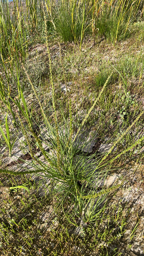 common arrowgrass
