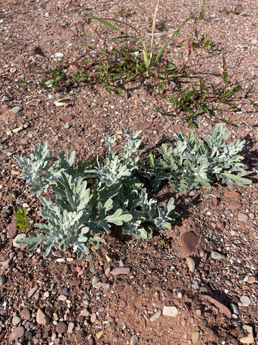 Hoary Mugwort