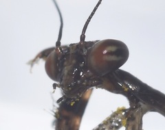 Stagmomantis californica