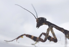Stagmomantis californica