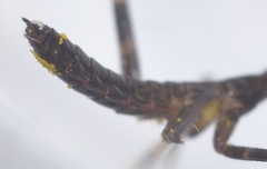 Stagmomantis californica