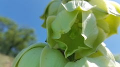 Yucca arkansana