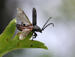 Ropalopus macropus