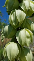 Yucca arkansana