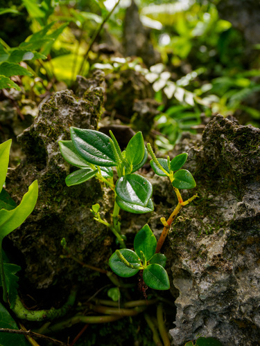 Peperomia mariannensis observed 2026-08-31