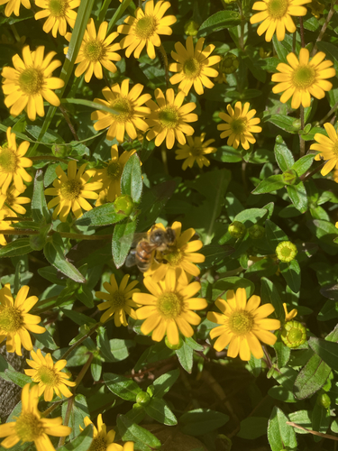 Western Honey Bee