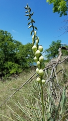 Yucca arkansana