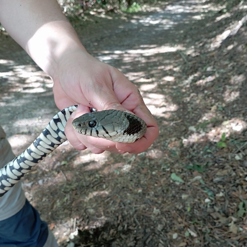 Barred Grass Snake