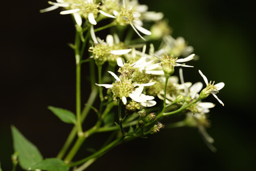 Edible aster
